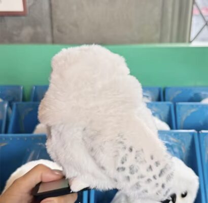 فیگور جغد هری پاتر متحرک سخنگو شانه اورجینال Universal Studios 8 IMG 8318