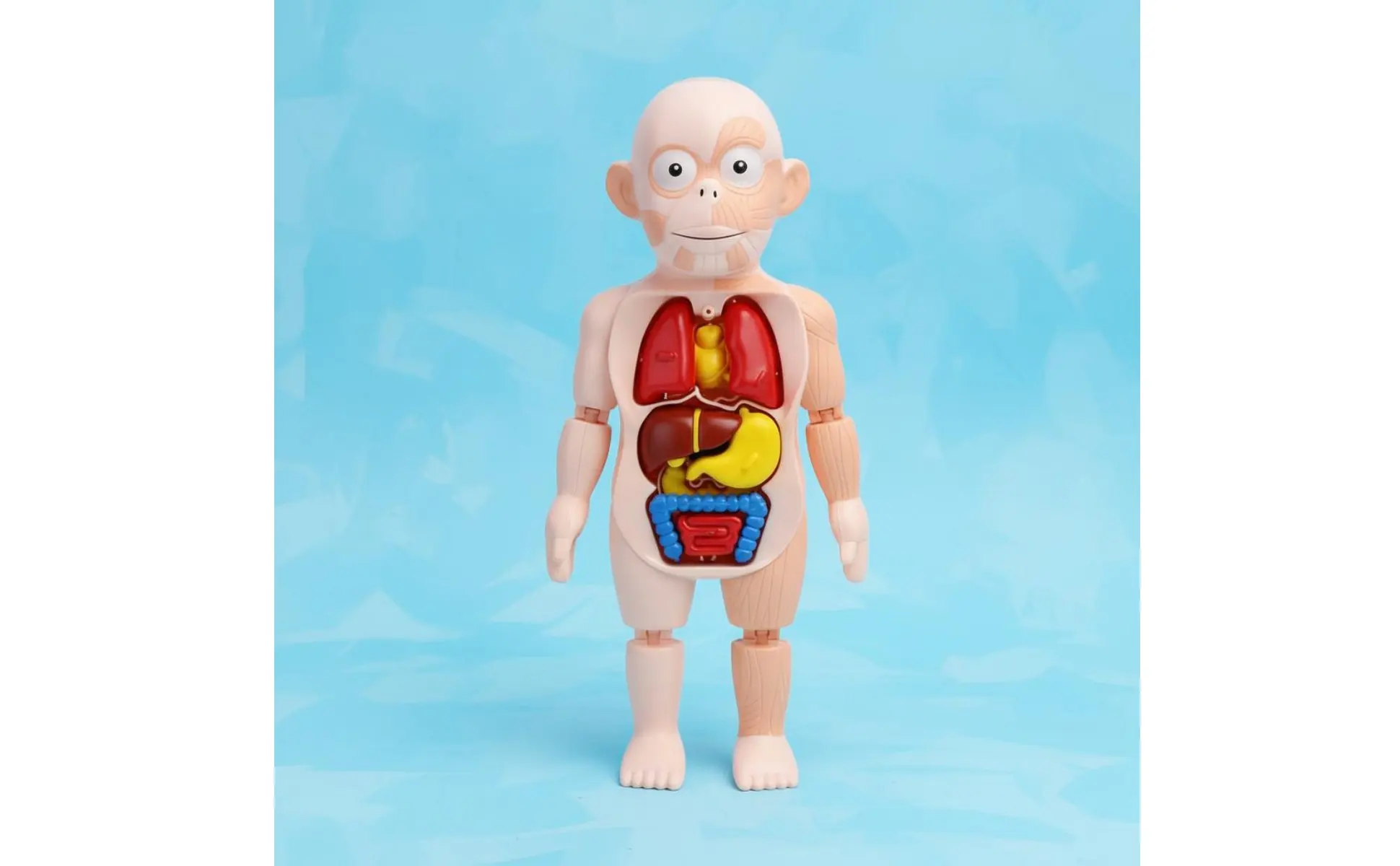 Human Organ Model Easy to Assemble DIY Body Model Educational Toy Removable Parts Science Kit Colorful for Kindergarten Human Organ Model Easy to Assemble DIY Body Model Educational Toy Removable Parts Science Kit Colorful for Kindergarten
