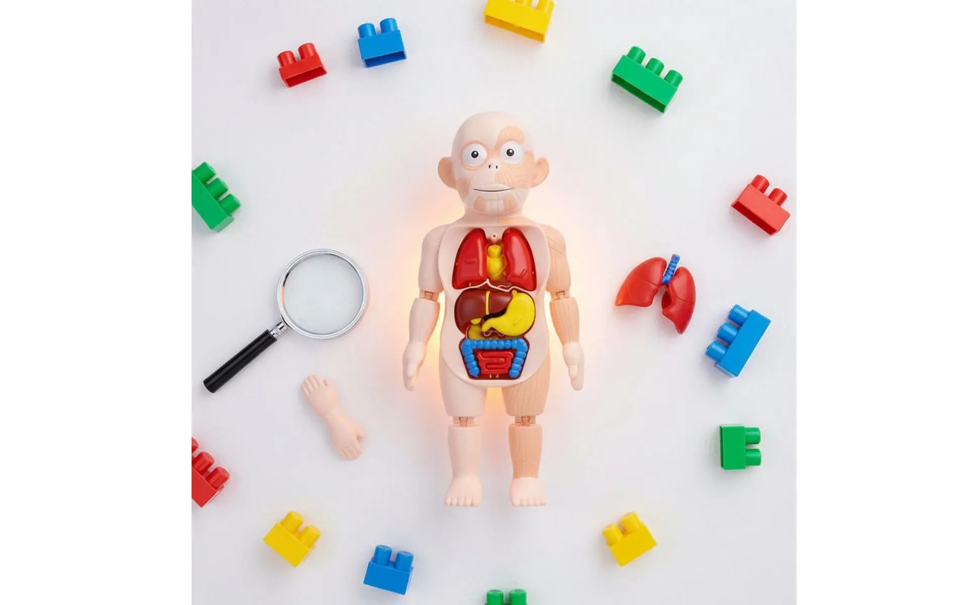 Human Organ Model Easy to Assemble DIY Body Model Educational Toy Removable Parts Science Kit Colorful for Kindergarten Human Organ Model Easy to Assemble DIY Body Model Educational Toy Removable Parts Science Kit Colorful for Kindergarten
