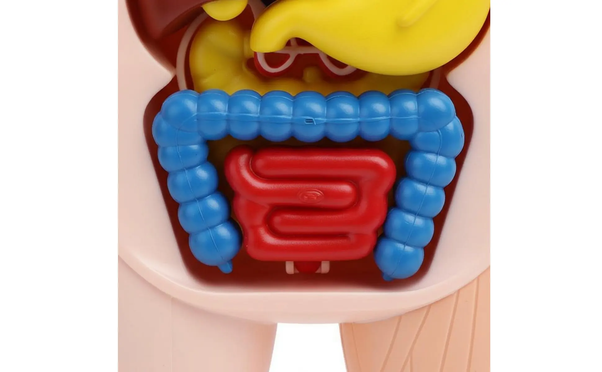 Human Organ Model Easy to Assemble DIY Body Model Educational Toy Removable Parts Science Kit Colorful for Kindergarten Human Organ Model Easy to Assemble DIY Body Model Educational Toy Removable Parts Science Kit Colorful for Kindergarten
